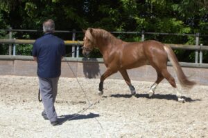 Harnessing the Power of Technology in Horse Training