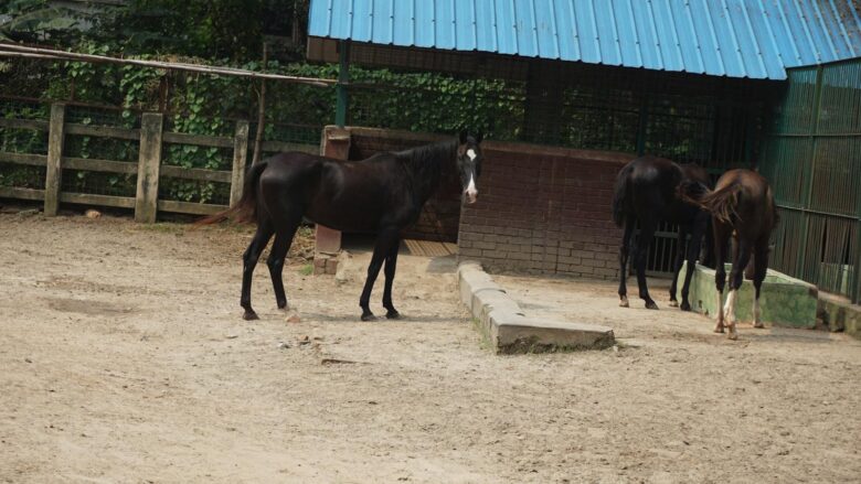 Mastering Equine Care: How to Have a Horse and Nurture a Lifelong Bond!