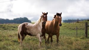 Your Guide to Equine Harmony: How to Have a Horse and Thrive Together!