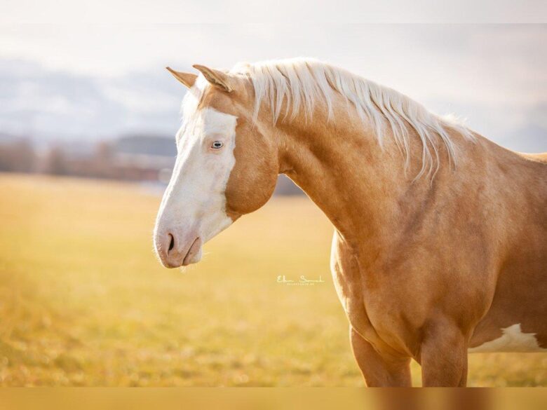 Exploring the Majesty of Horses: A Journey Begins