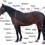 Unlock the Secrets of Equine Excellence: Join Us in Exploring Horse Care